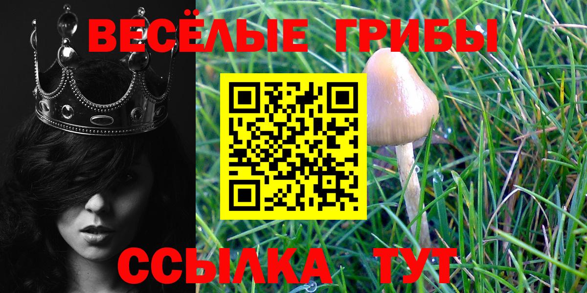 Галлюциногенные грибы Psilocybe Белгород